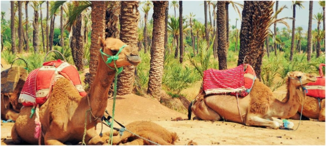 Marrakech Camel Ride
