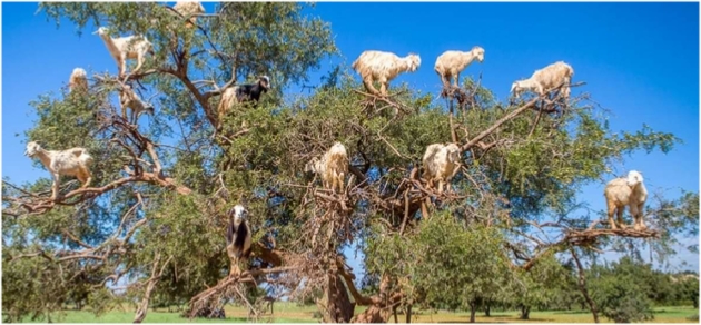 Private Day Tour to Essaouira