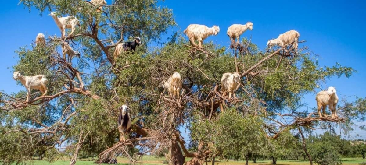 Morocco Sahara Desert Tour