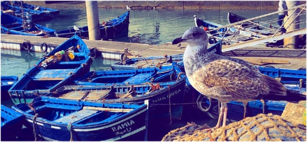 Private Day Tour to Essaouira
